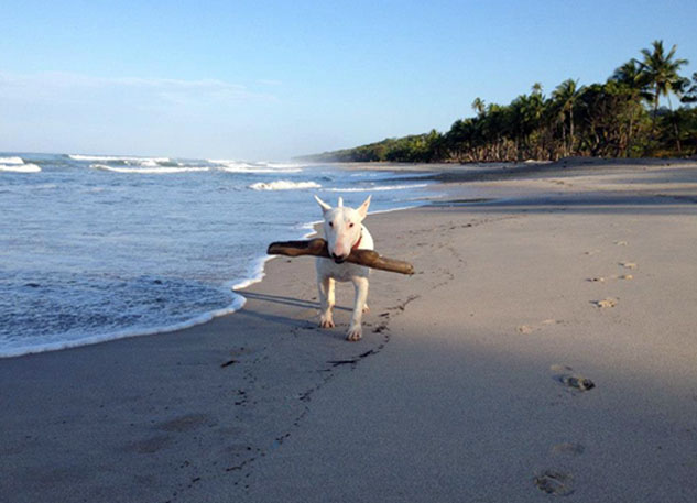 prince bull terrier